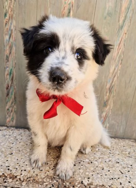 DOLLY IN CANILE | Foto 3