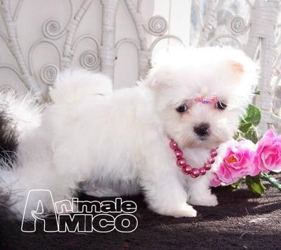 Vendita Cucciolo Maltese Da Privato A Roma Maltese Toy 12082017