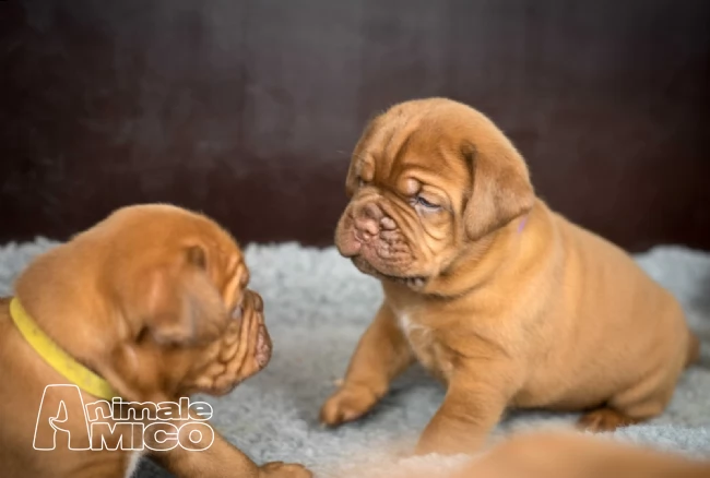 cuccioli di dogue de bordeaux