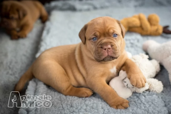 cuccioli di dogue de bordeaux | Foto 0