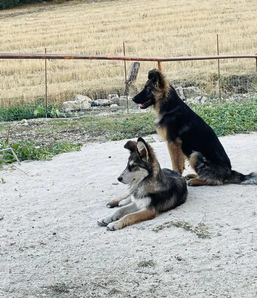 cuccioli incrocio pastore tedesco | Foto 4
