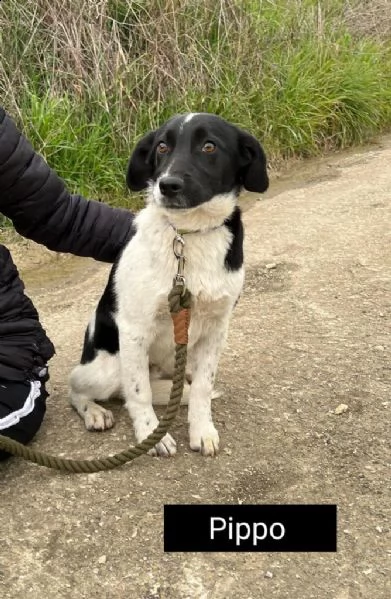 bellissimi cagnolini taglia piccola