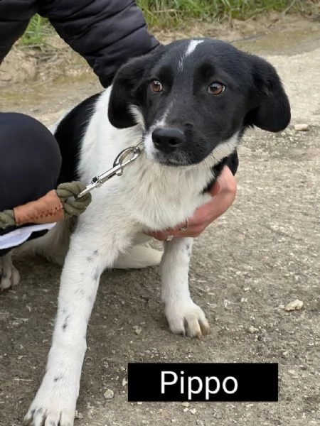bellissimi cagnolini taglia piccola | Foto 2
