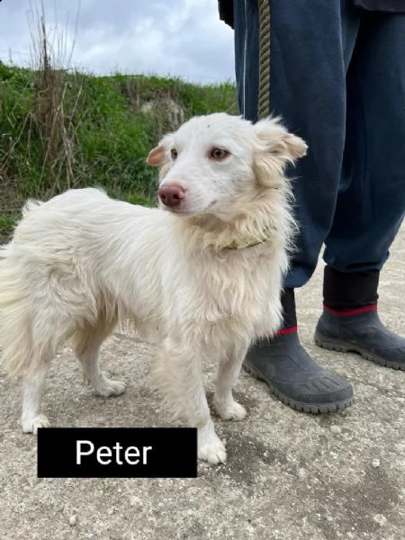 bellissimi cagnolini taglia piccola | Foto 1