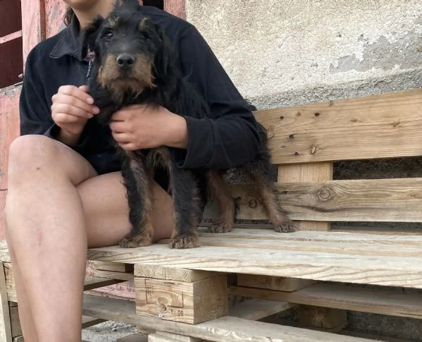 spino, bellissimo cagnolino taglia piccola | Foto 5