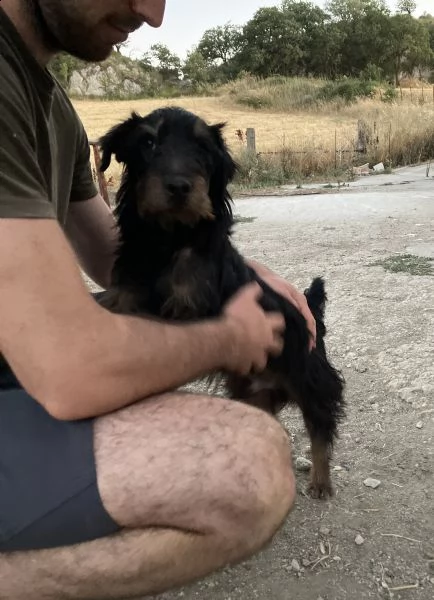 spino, bellissimo cagnolino taglia piccola | Foto 4