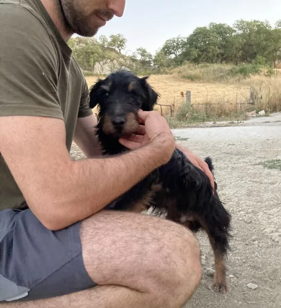 spino, bellissimo cagnolino taglia piccola | Foto 3