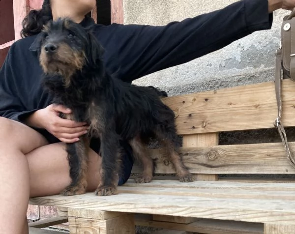 spino, bellissimo cagnolino taglia piccola | Foto 2