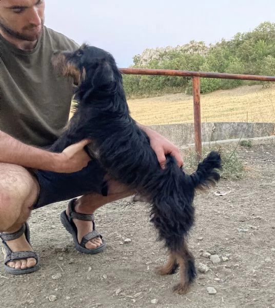 spino, bellissimo cagnolino taglia piccola | Foto 1