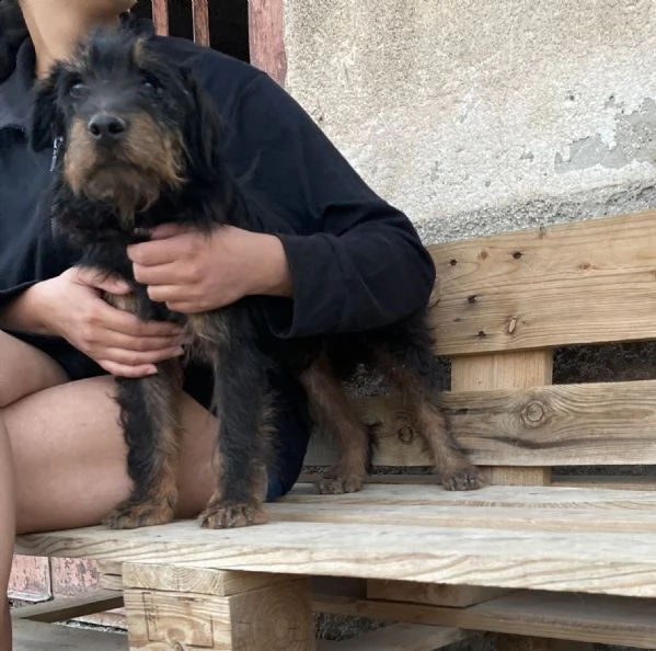 spino, bellissimo cagnolino taglia piccola | Foto 0