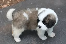 bellissimi cuccioli di san bernardo 2 maschi e 2 femmine