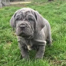 cuccioli di mastino napoletano