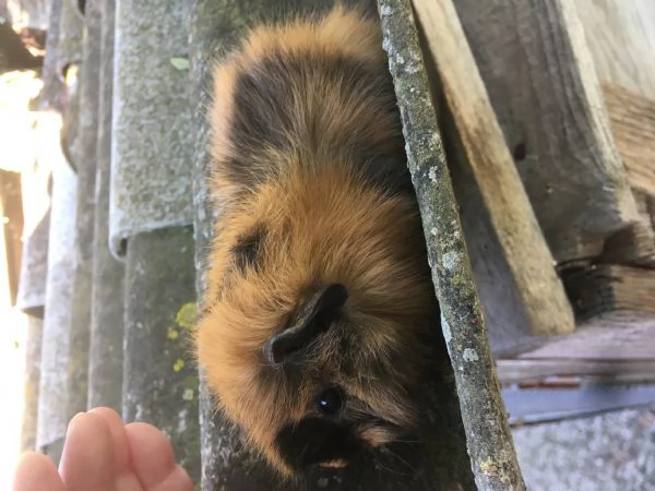 Porcellino dindia | Foto 1