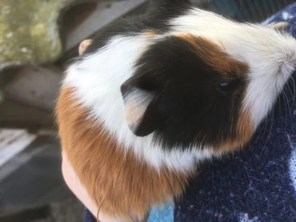 Porcellini Dindia | Foto 1