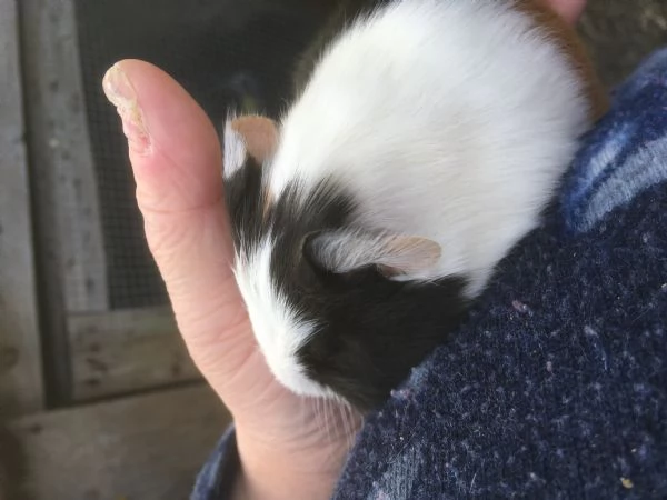 Porcellini Dindia | Foto 0