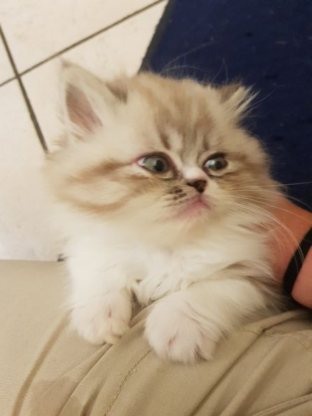 Vendita Cucciolo Persiano Da Privato A Verona Cuccioli Persiani