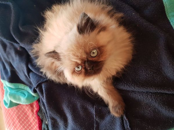 Vendita Cucciolo Persiano Da Privato A Verona Cuccioli Persiani