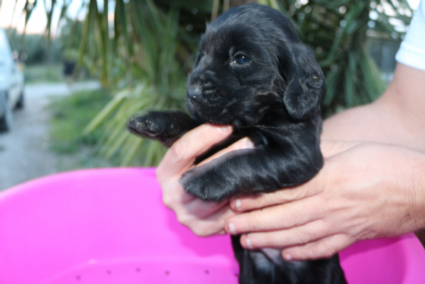Vendita Cucciolo Da Privato A Tenero Cucciolo Di Cocker Spaniel Inglese