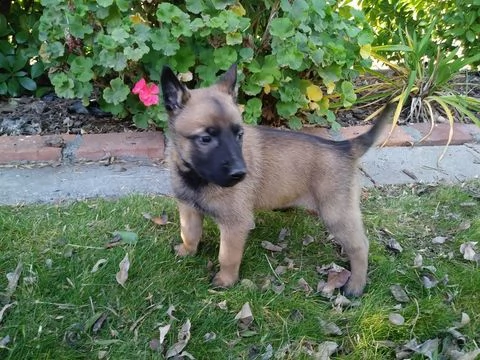 splendidi cuccioli di pastore belga