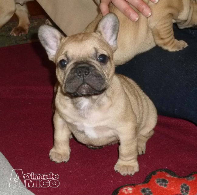Vendita Cucciolo Bulldog Da Privato A Latina Cuccioli Di Bulldog