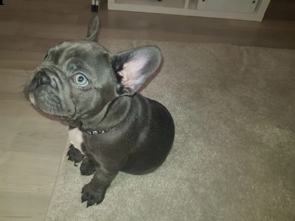 cuccioli di bouledogue francese colore blu | Foto 3