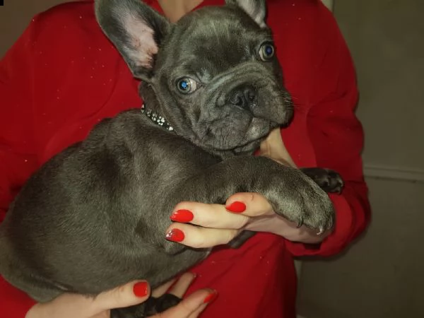 cuccioli di bouledogue francese colore blu | Foto 2