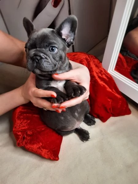 cuccioli di bouledogue francese colore blu | Foto 0