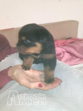 Cerco Cuccioli Di Cane In Regalo A Lucca Selle San Marco Sattel