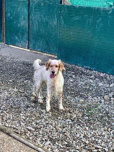 setter inglese orange belton, roger | Foto 6