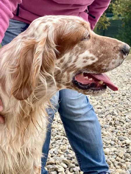 setter inglese orange belton, roger | Foto 5