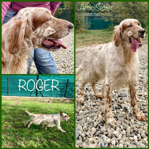 setter inglese orange belton, roger