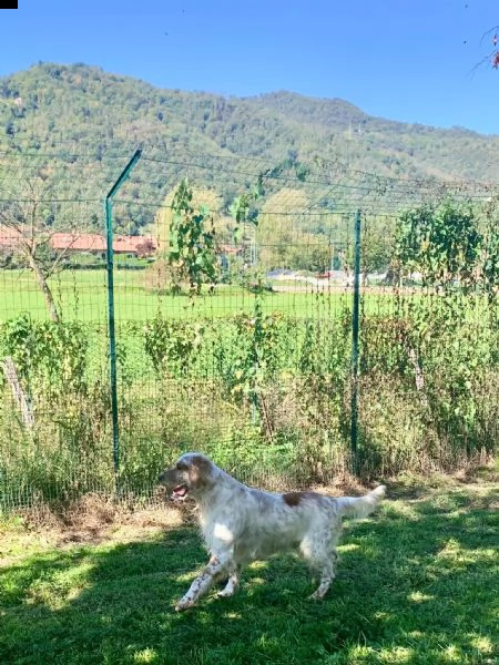 setter inglese orange belton, roger | Foto 4