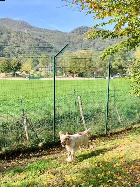 setter inglese orange belton, roger | Foto 3