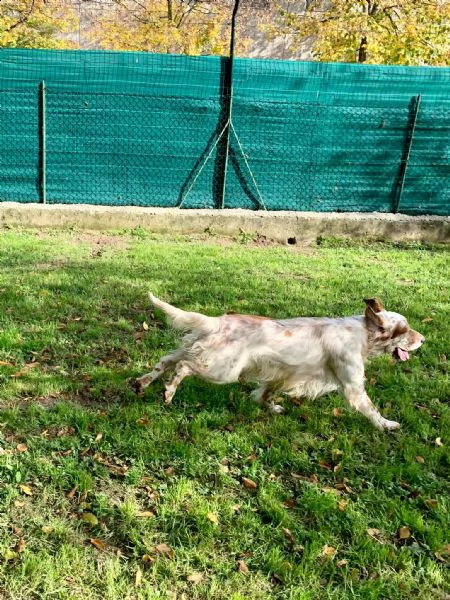 setter inglese orange belton, roger | Foto 2