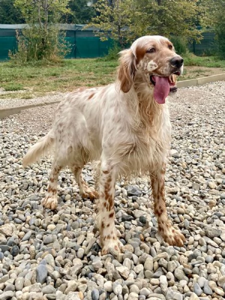 setter inglese orange belton, roger | Foto 1