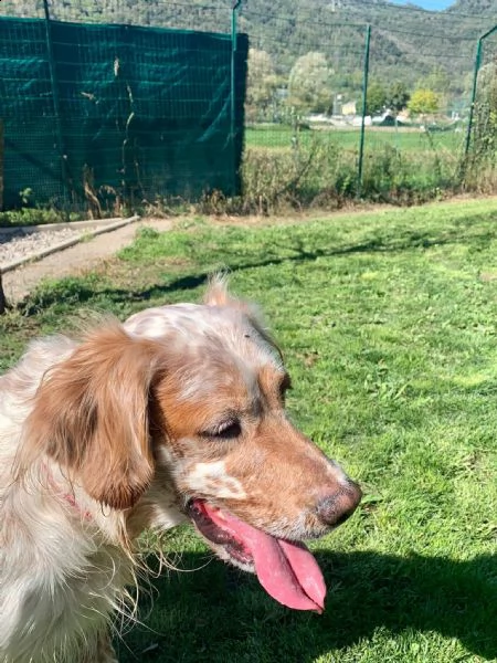 setter inglese orange belton, roger | Foto 0