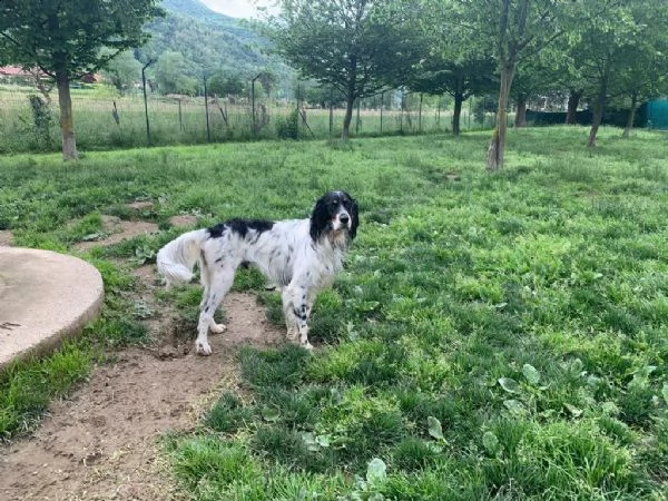 setter inglese, zar | Foto 1