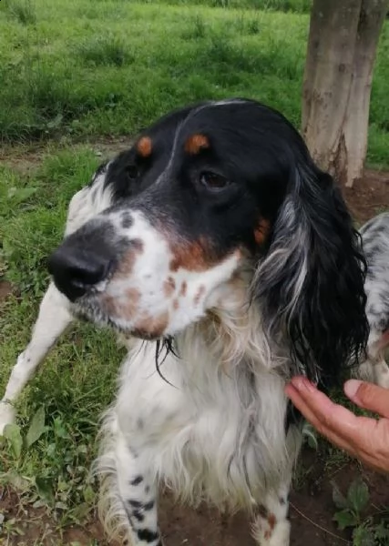 setter inglese, zar