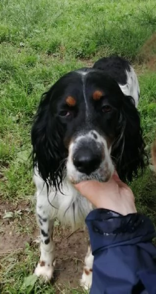 setter inglese, zar | Foto 0