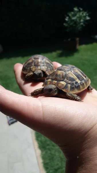 Vendita Cucciolo Testudo Hermanni Da Privato A Modena Tartarughe Di Terra