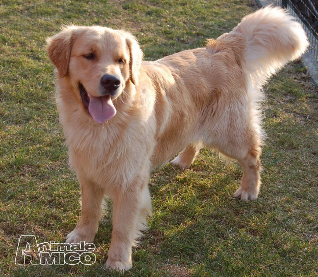 Cuccioli Golden Retriever