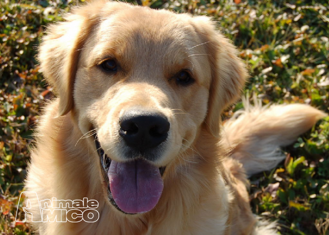 Vendita Cucciolo Golden Retriever Da Privato A Treviso Cuccioli