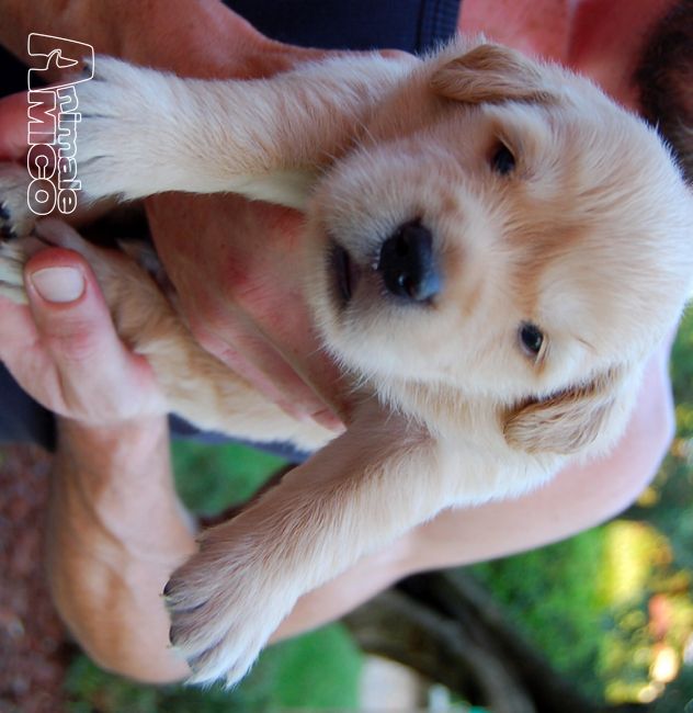 Vendita Cucciolo Golden Retriever Da Privato A Treviso Cuccioli