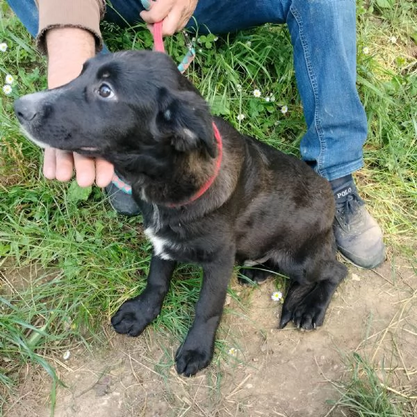 SANSONE | Foto 4