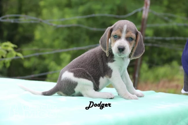 beagle cuccioli con pedigree allevamento | Foto 2