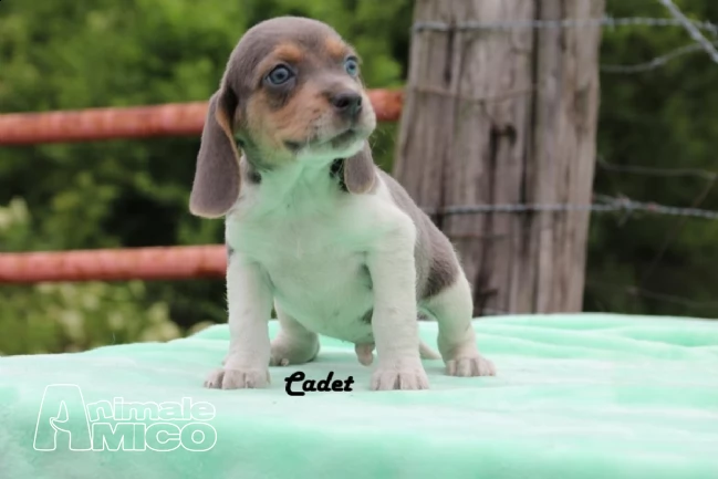 beagle cuccioli con pedigree allevamento | Foto 1