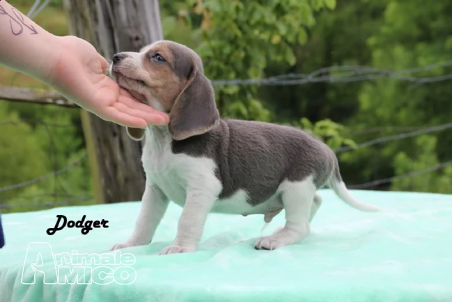beagle cuccioli con pedigree allevamento