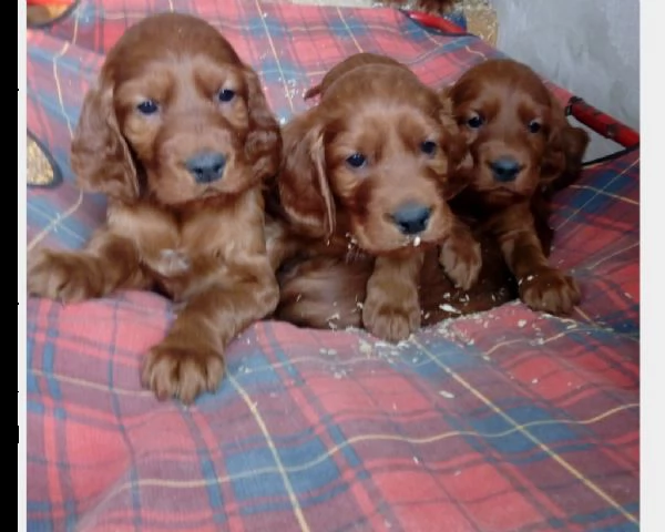 stupendi cuccioli di setter irlandese | Foto 0