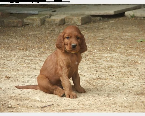 stupendi cuccioli di setter irlandese