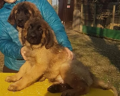 cuccioli leonberger alta genealogia